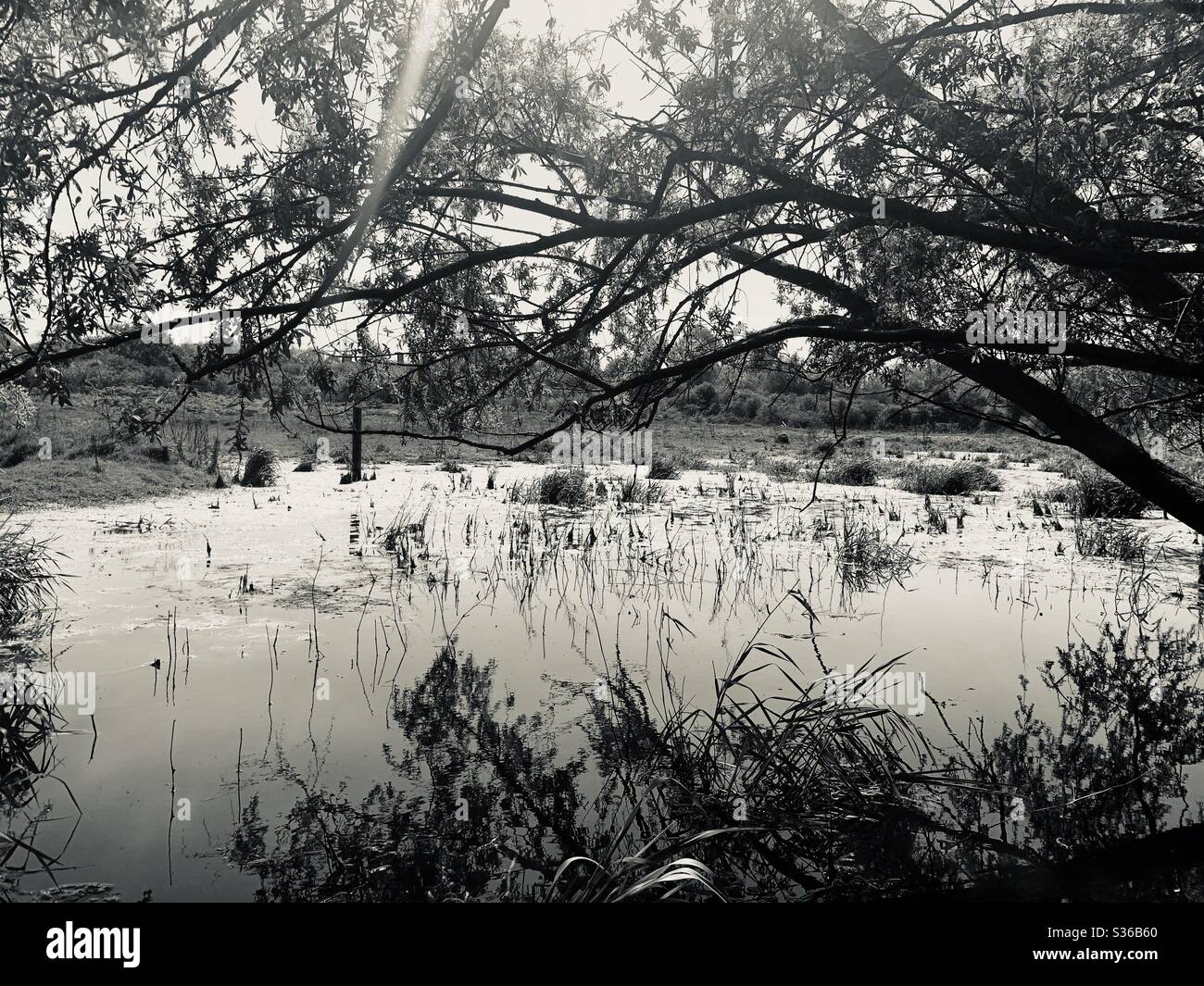 Black and white nature Stock Photo - Alamy