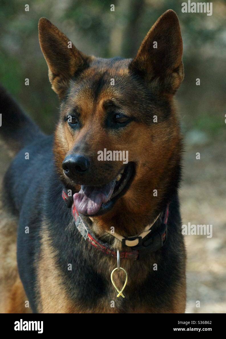 Portrait of a mixed breed dog in Hong Kong. - Smartphone Captured Stock Image