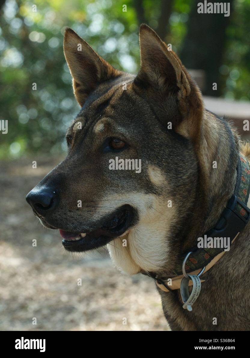 Portrait of a rescued mixed breed dog in Hong Kong. - Smartphone Captured Stock Image