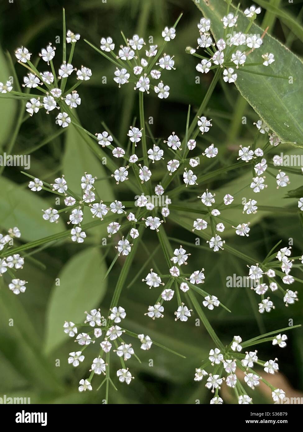 Tiny white flowers top of plant growing in the marshland - Smartphone Captured Stock Image
