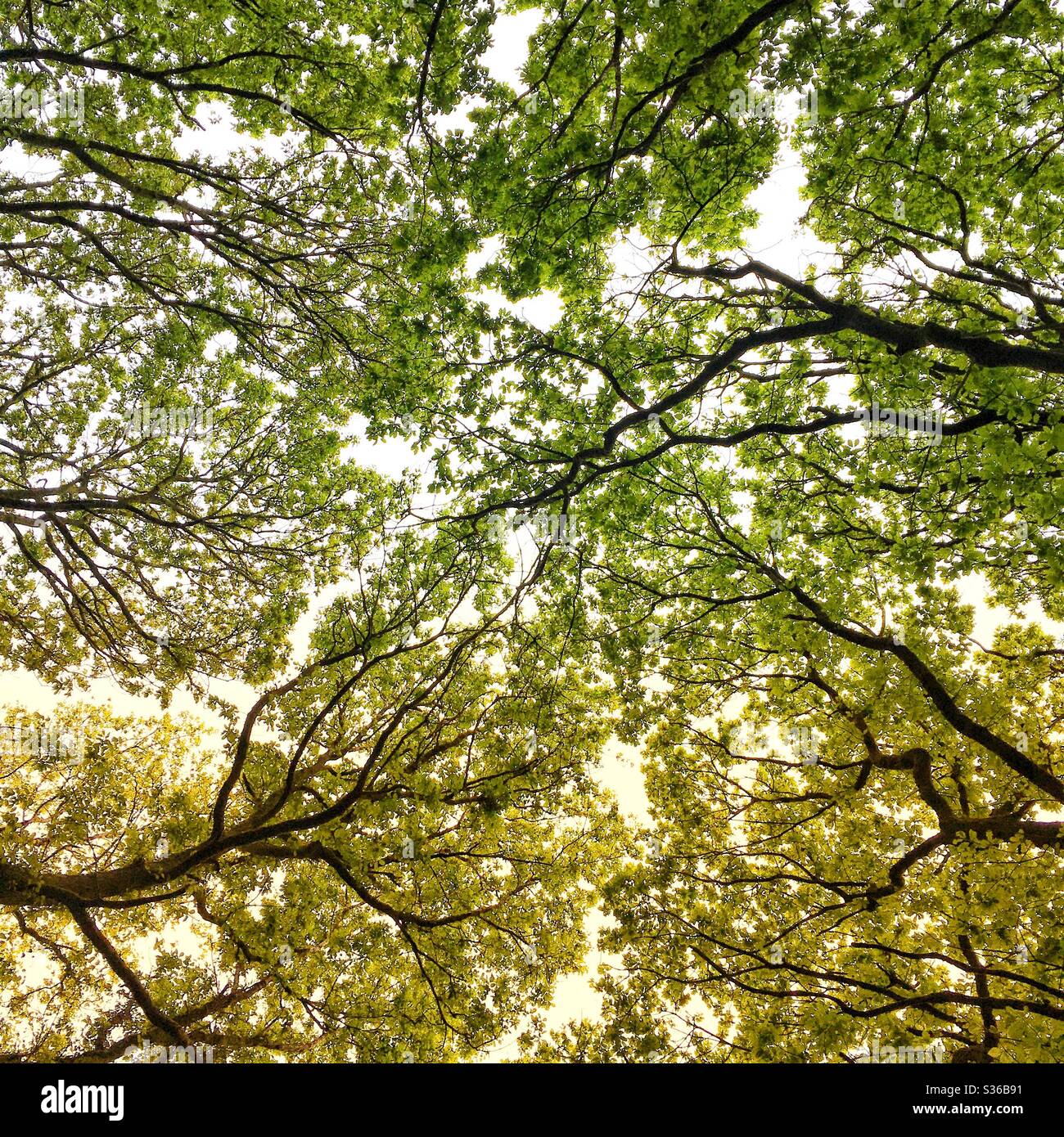 A filtered photograph looking upwards in a woodland towards branches full of lush foliage. Vibrant colour and sunlight. Green and yellow, seasonal feel. Stock Photo