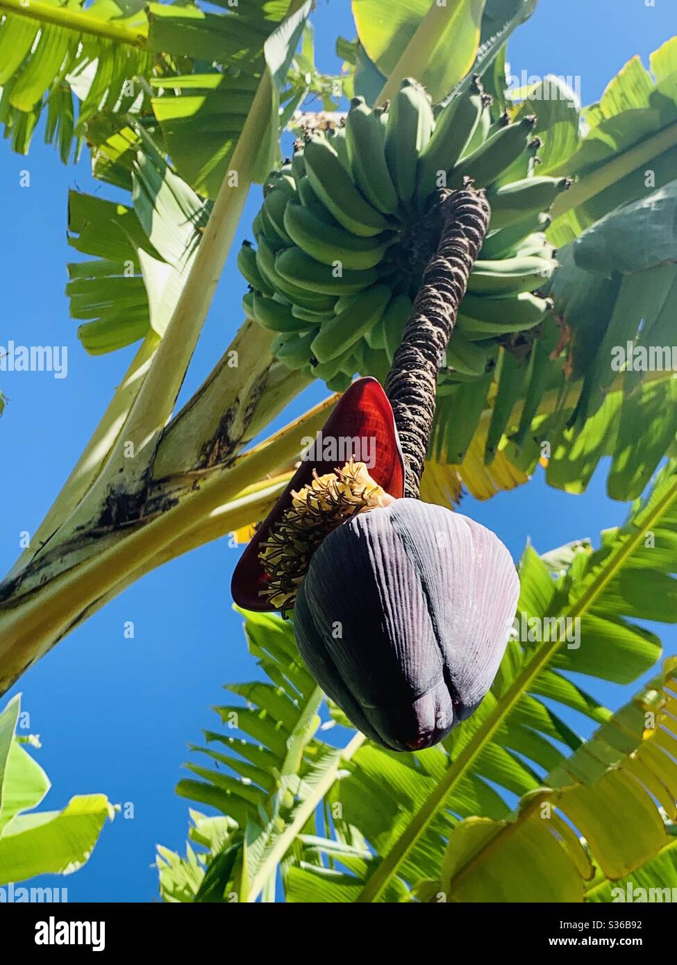 Banana Pod High Resolution Stock Photography And Images Alamy