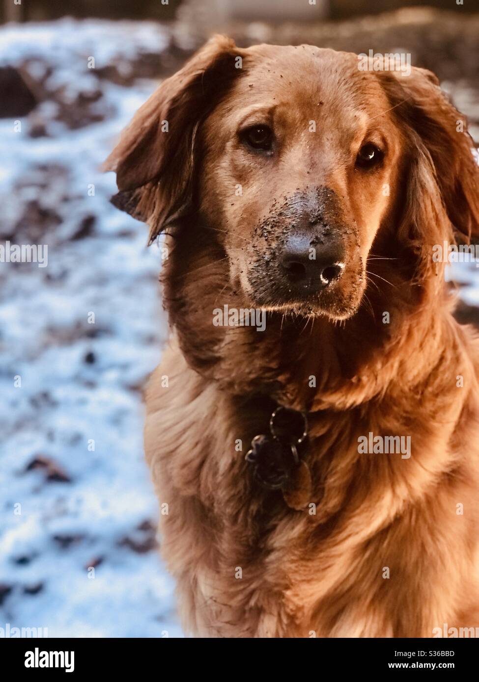 A golden retriever dog sitting outside in the snow with mud on her nose. Stock Photo