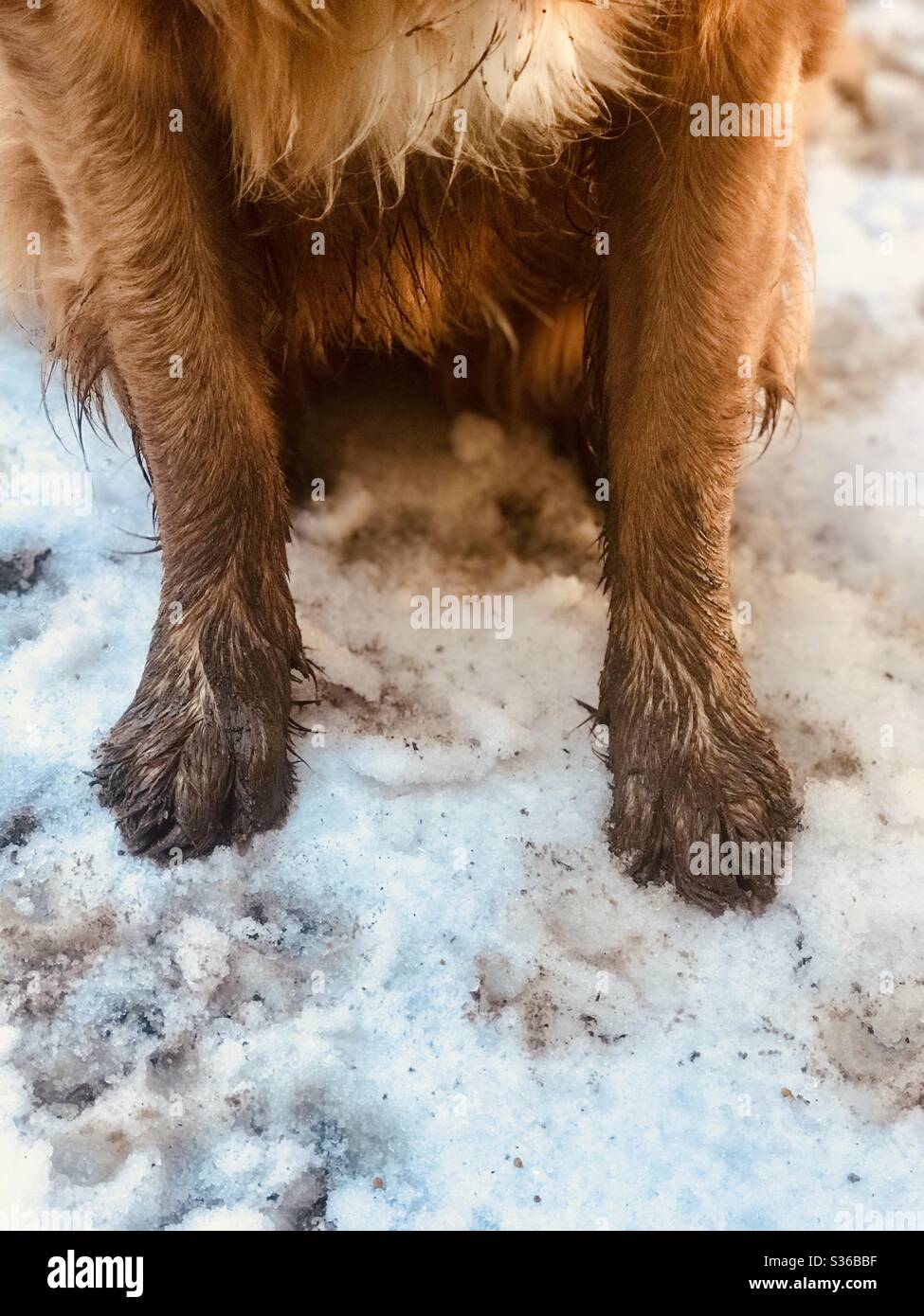 A golden retriever dog sits outside in the snow with muddy paws. Stock Photo