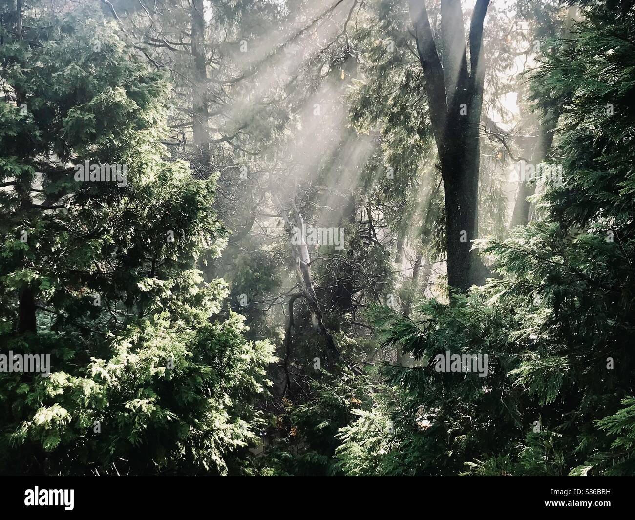 Morning rays of sunlight stream through mountain trees. Stock Photo