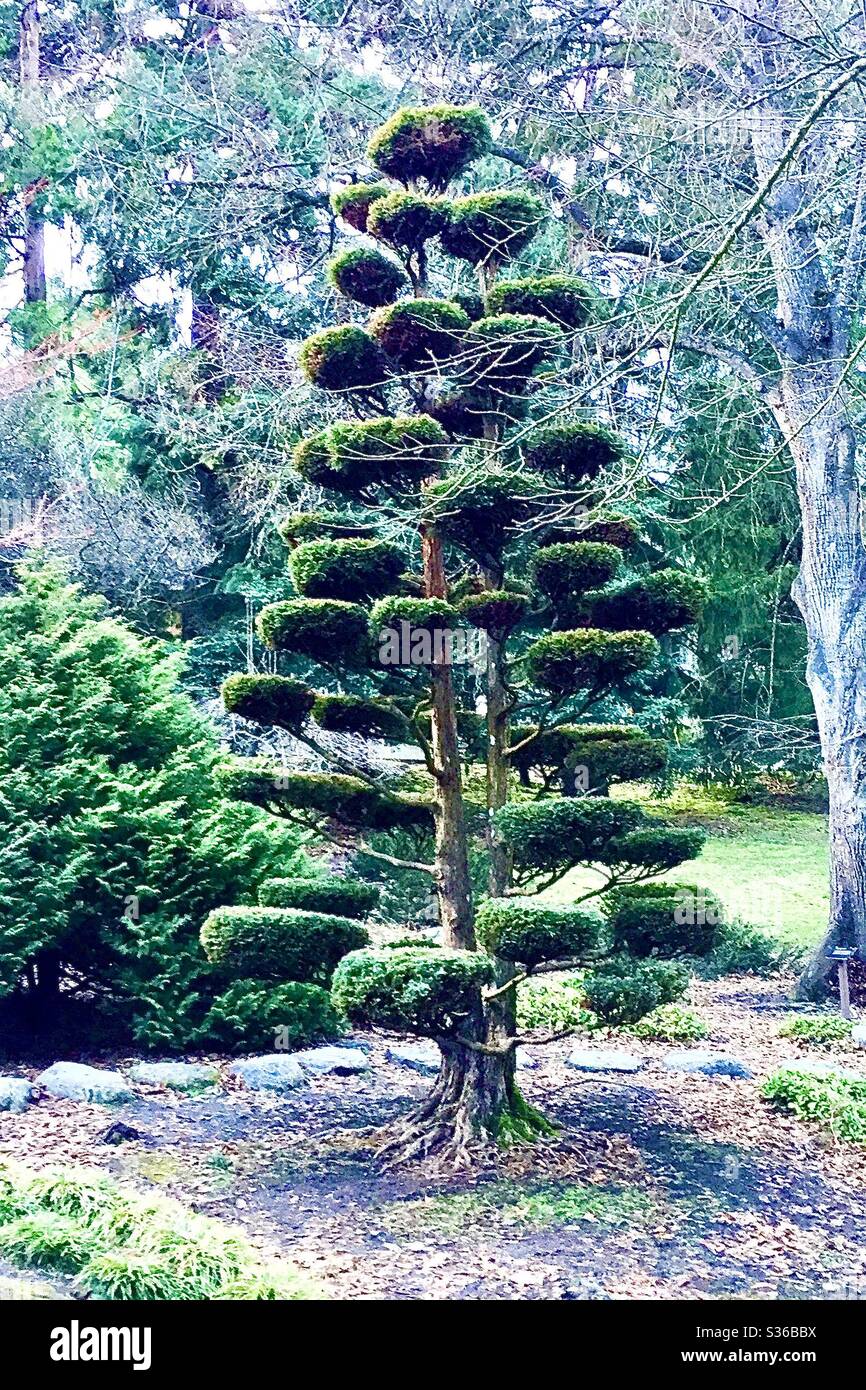 Forest oregon pine tree hires stock photography and images Alamy