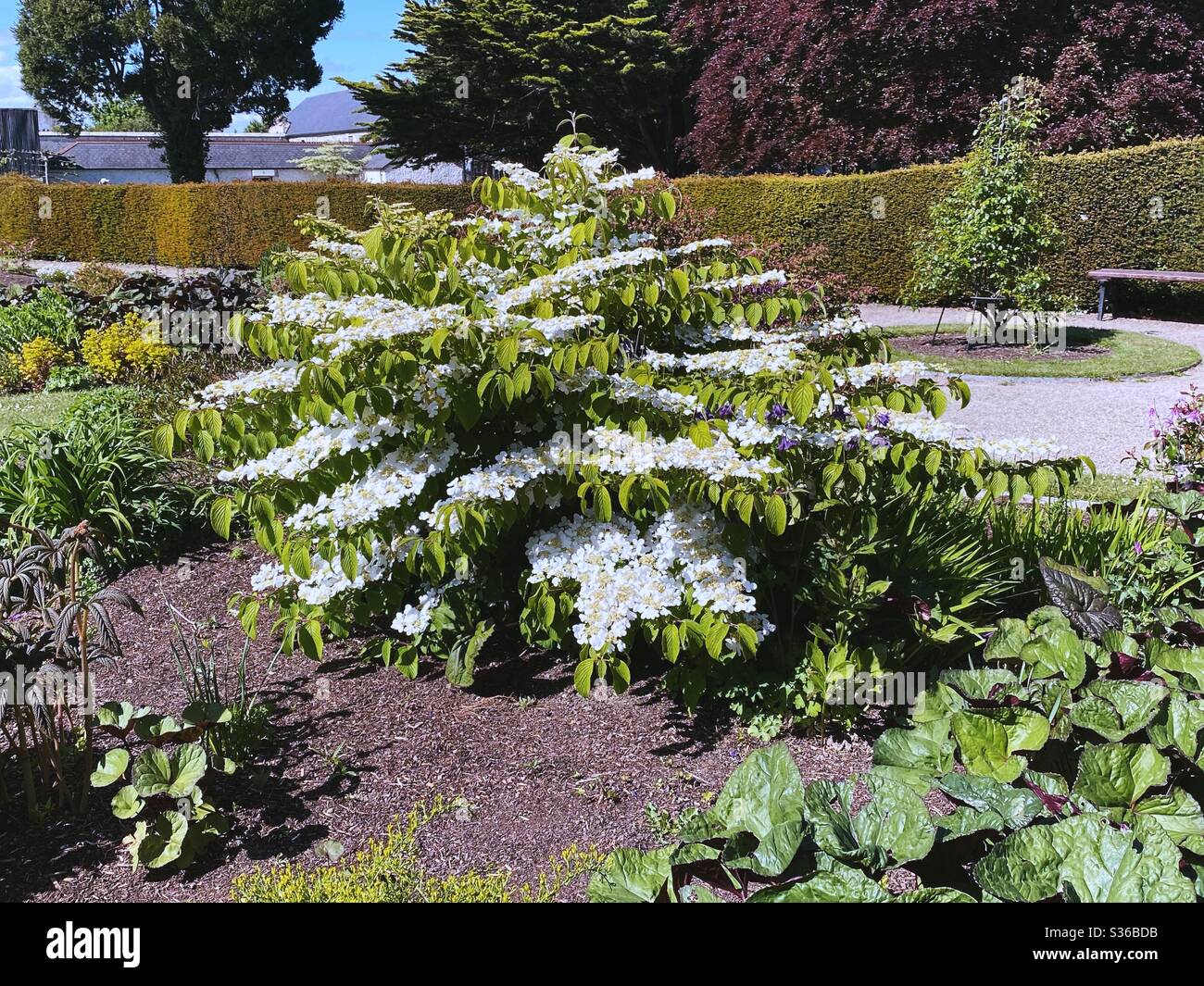 A Snowball Viburnum shrub in full bloom. They produce clusters of white flowers said to resemble snowballs. - Smartphone Captured Stock Image