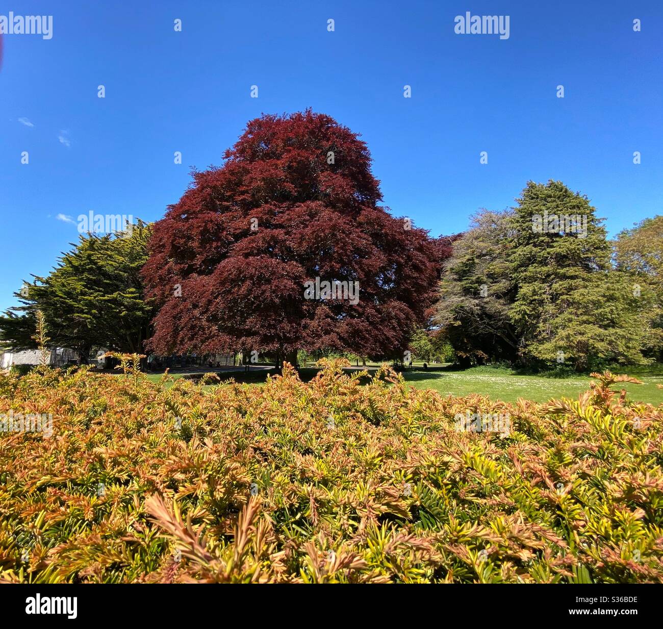 The spectacular colours of a copper beech tree( fagus sylvatica Seat