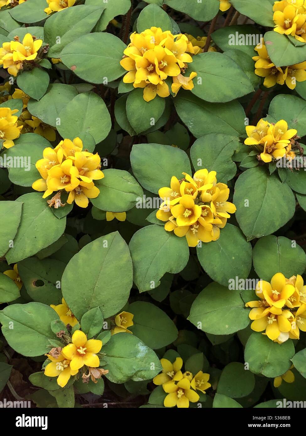Plant green leaves yellow flower medium Stock Photo Alamy