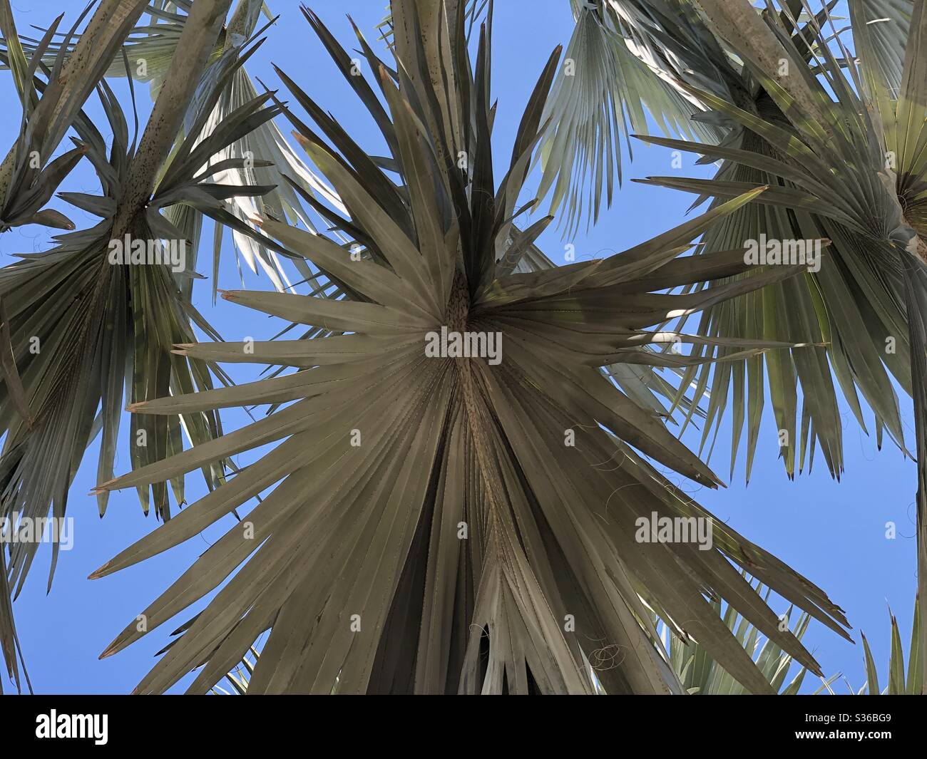 Palm fronds against blue sky Stock Photo