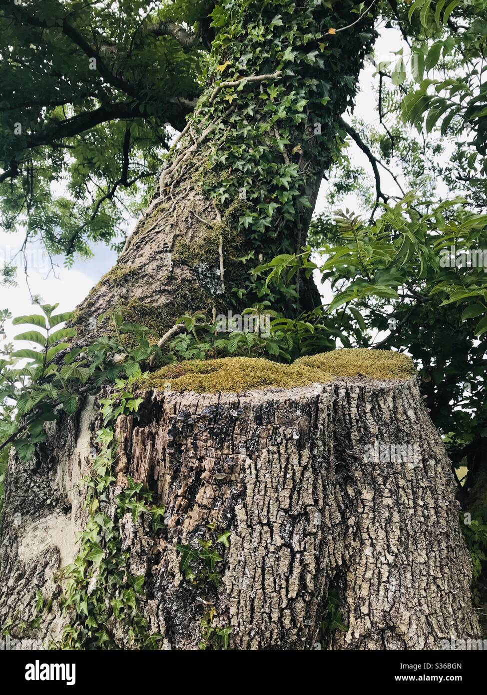 Tree and tree stump in Carmarthenshire, Wales. May 2020. - Smartphone Captured Stock Image