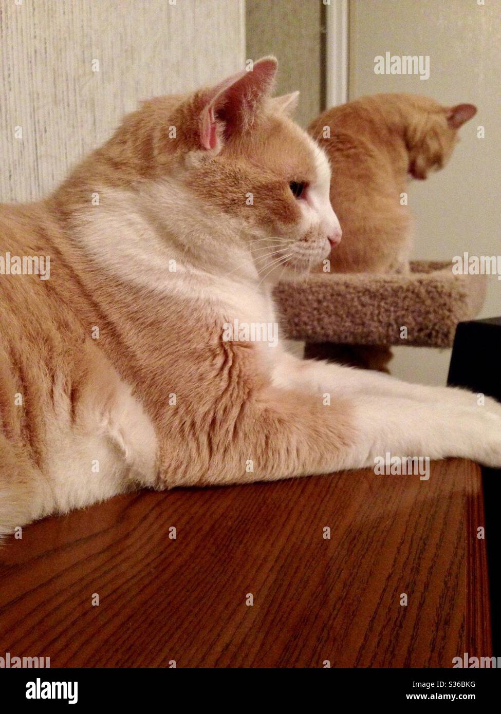 Neutered male tabby cat rescue hires stock photography and images Alamy