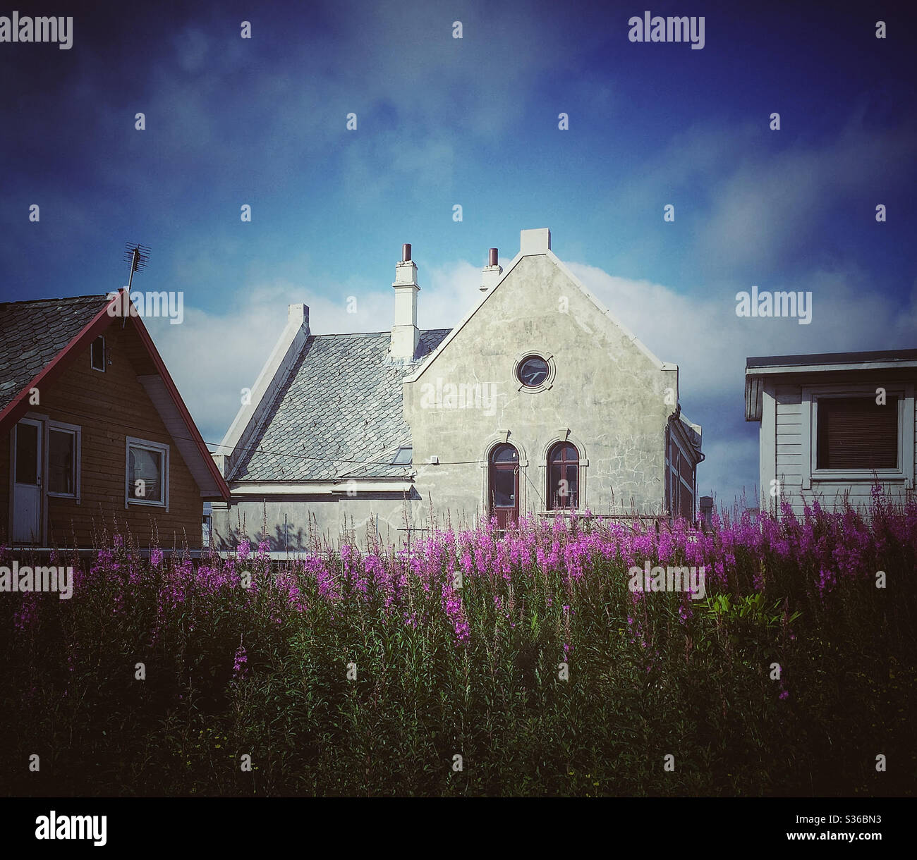 Homes beside a field of purple heather in Haugesund, Norway Stock Photo