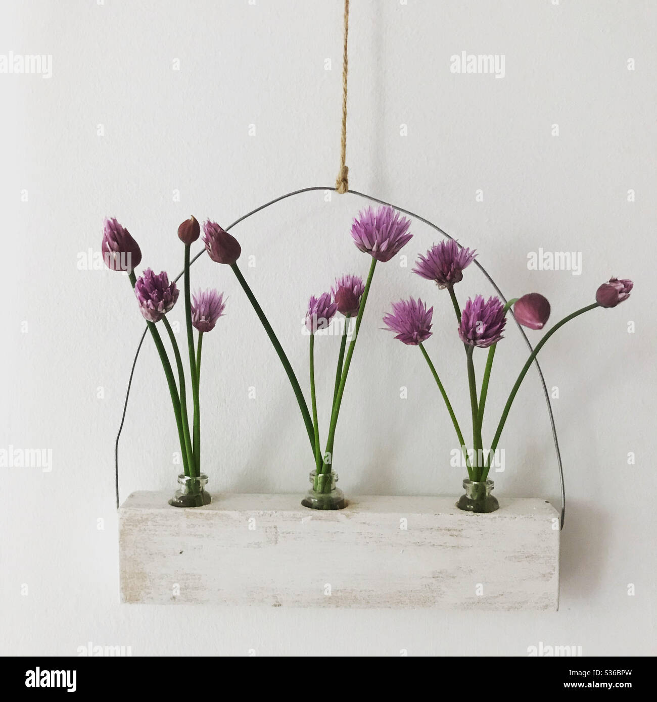 Chive flowers in a wall hanging set of three small vases against a white wall Stock Photo