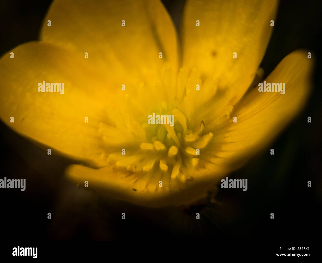 Spring buttercup - Smartphone Captured Stock Image