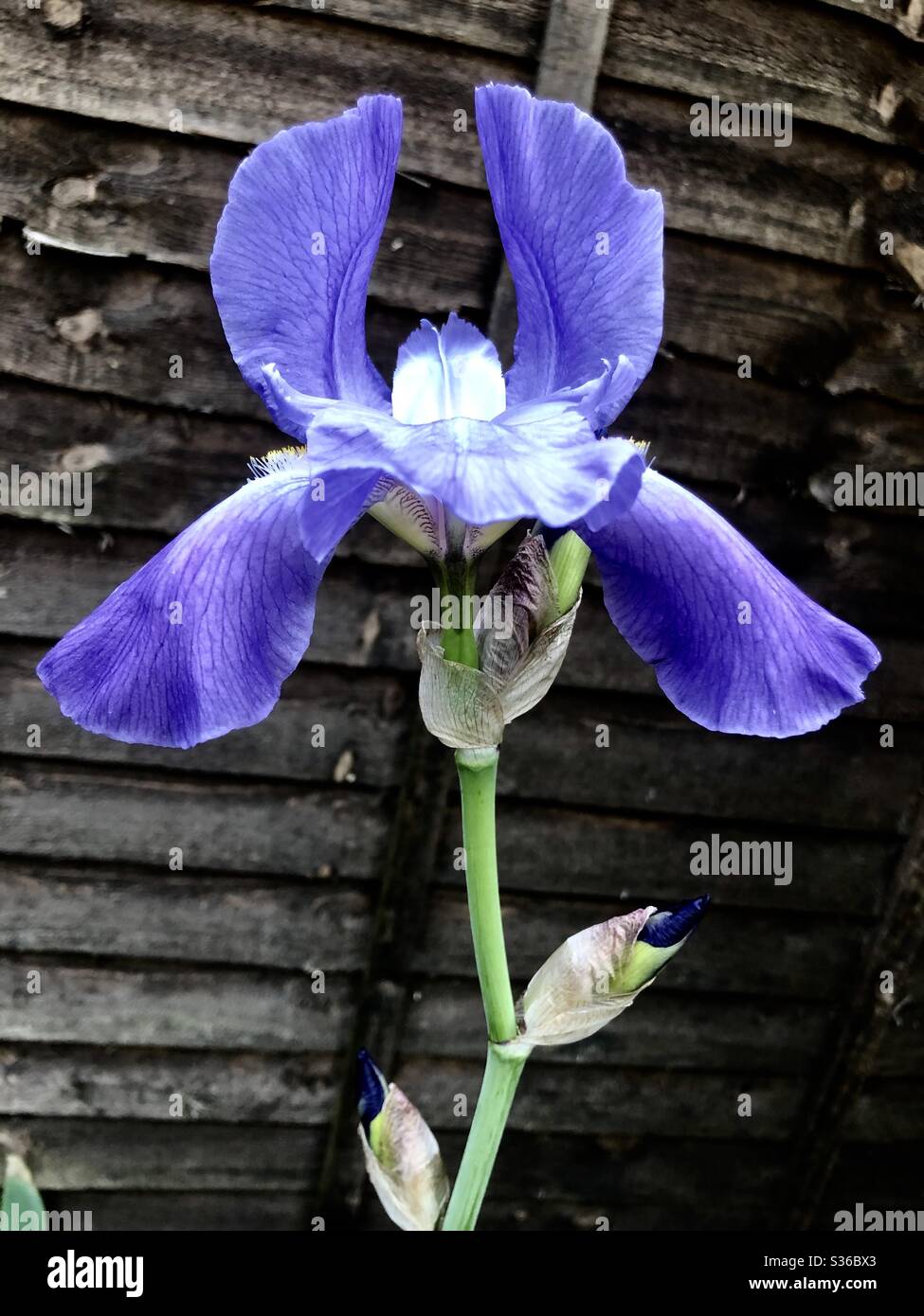 Iris flower - Smartphone Captured Stock Image
