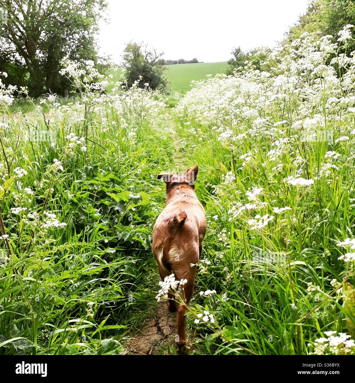 Dog walking through field of cow parsley Stock Photo Alamy