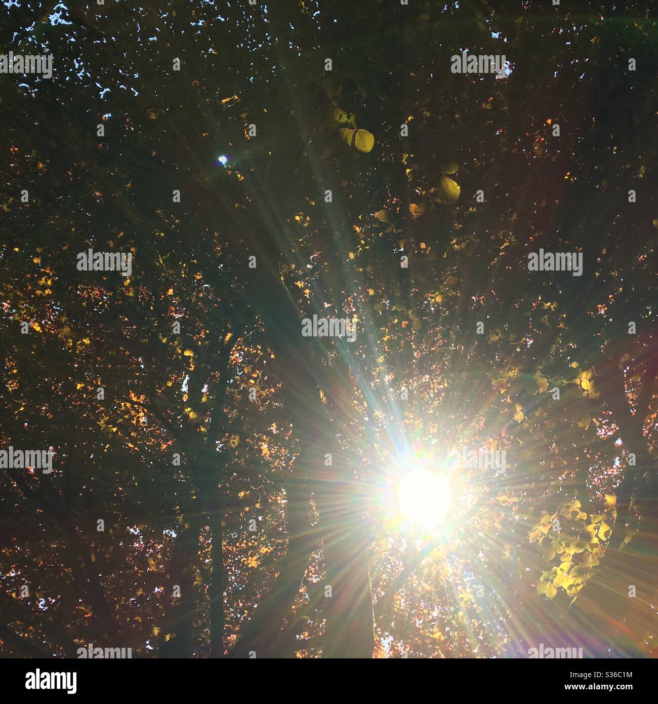 A photograph of a beautiful sunlight flare through trees, branches of lush foliage in all colours -red, orange, yellow and green. - Smartphone Captured Stock Image