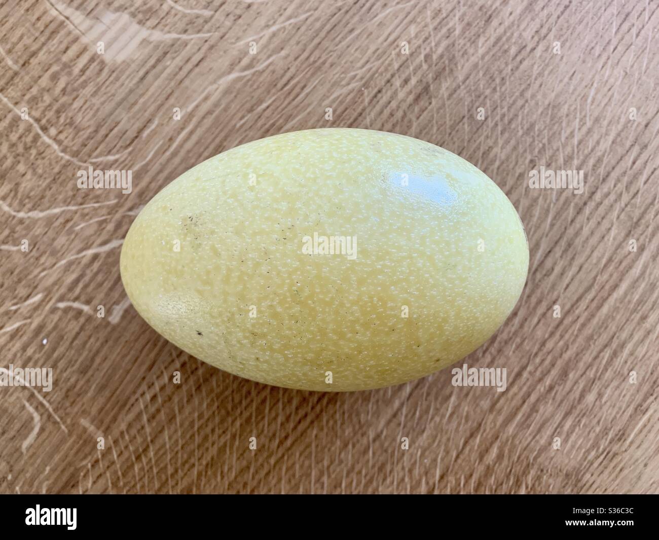 Rhea americana egg Stock Photo Alamy