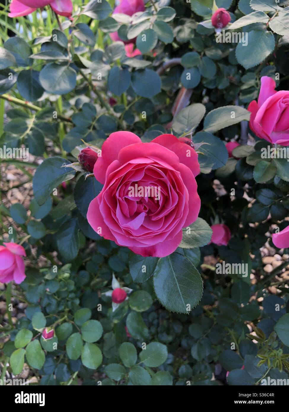 A bright pink garden rose. Stock Photo
