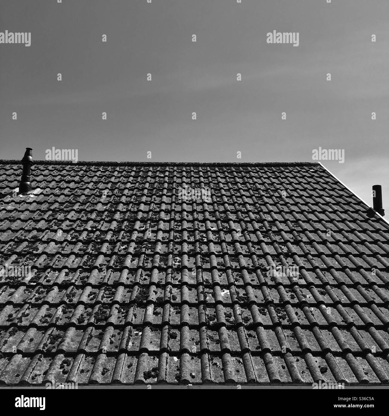 A black and white photograph of the roof of a bungalow property with chimneys. Moss balls on the roof. Old fashioned roofing tiles. Stock Photo