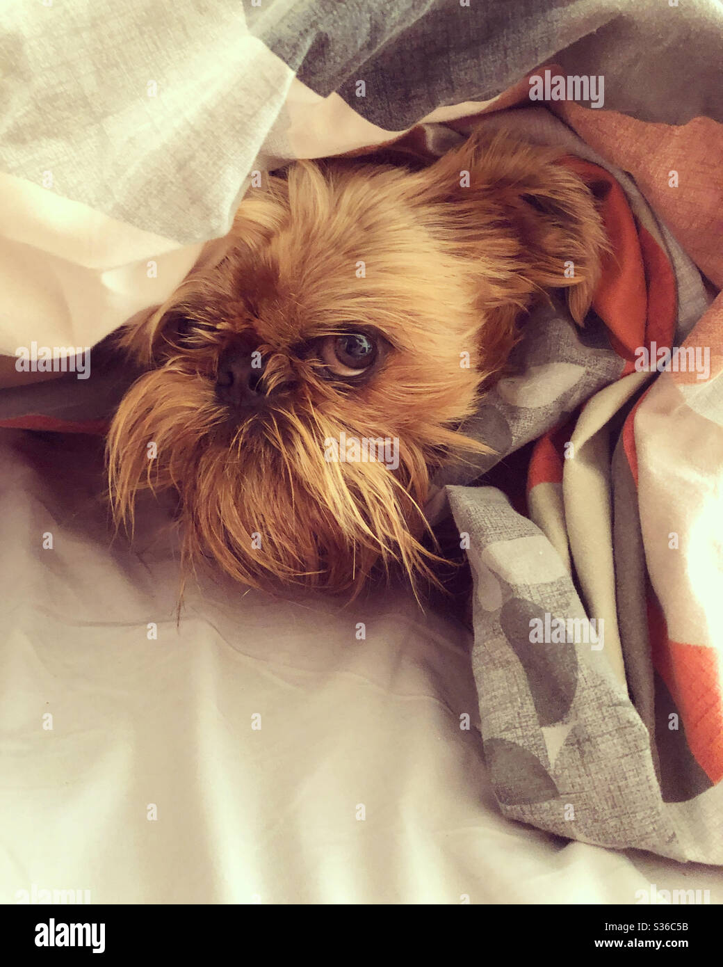 Dog under the covers hires stock photography and images Alamy