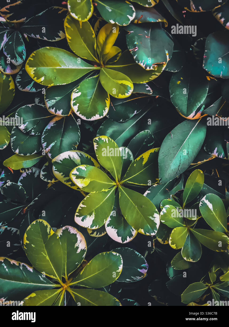 Green Leaves Texture Background Stock Photo Alamy green-leaves-texture-background-stock-photo-alamy