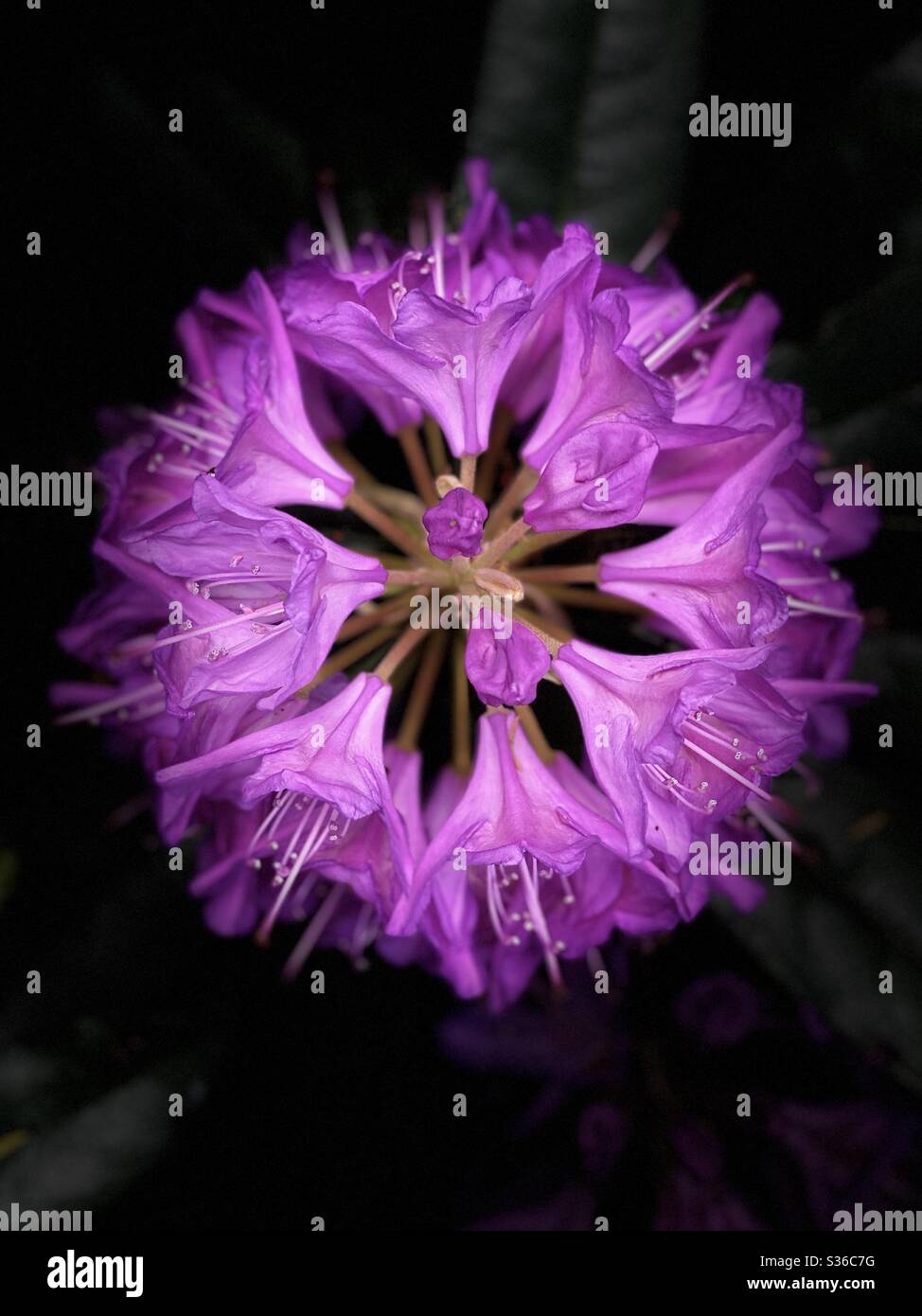 Rhododendron. Purple on Black. Close-up Stock Photo