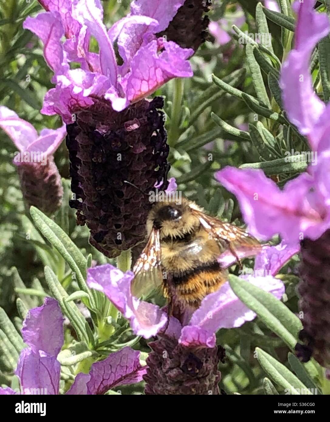 French Lavender flower attracting a bee Stock Photo Alamy