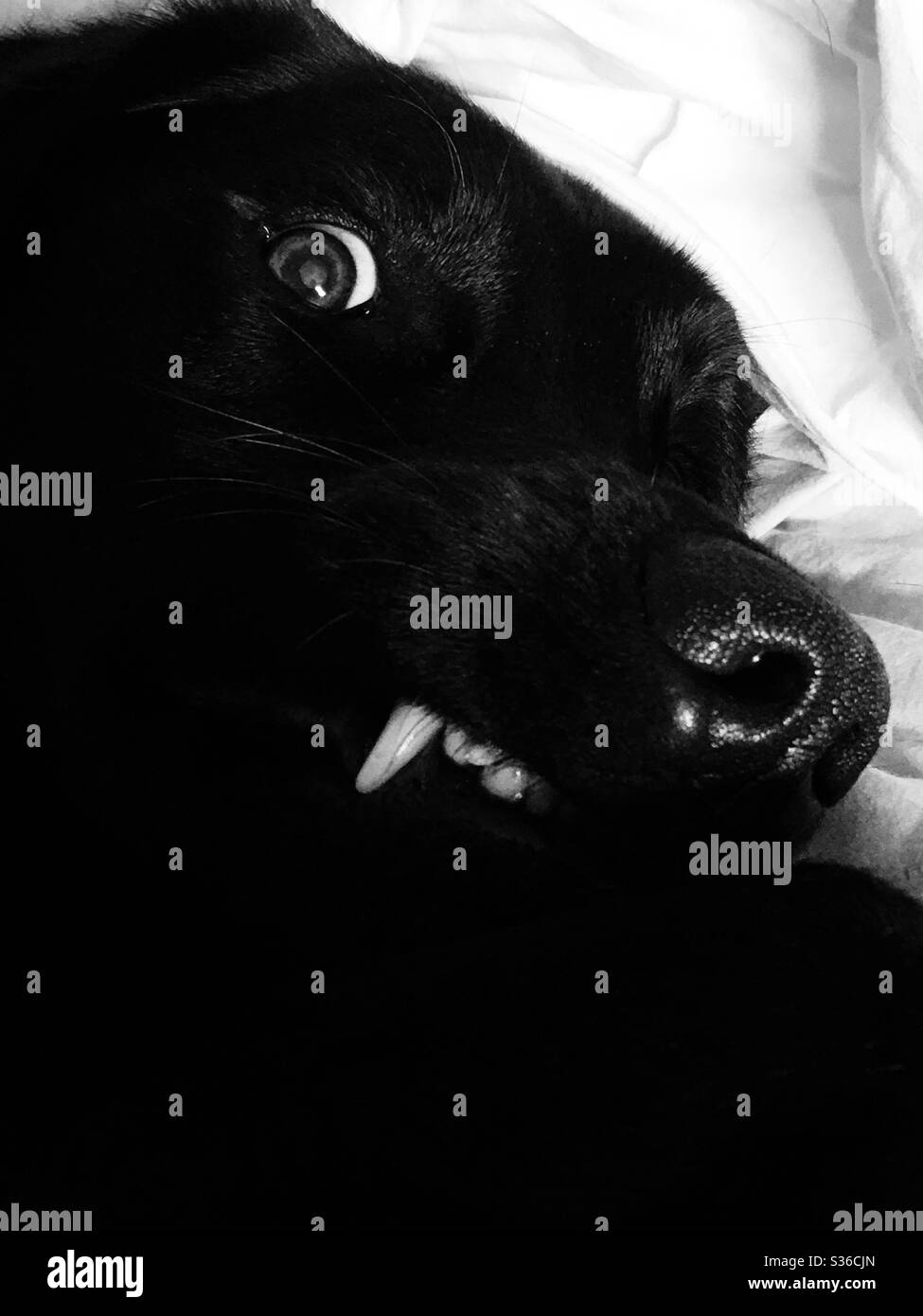 Vicious looking dog showing teeth and whites of eye close up in black and white Stock Photo