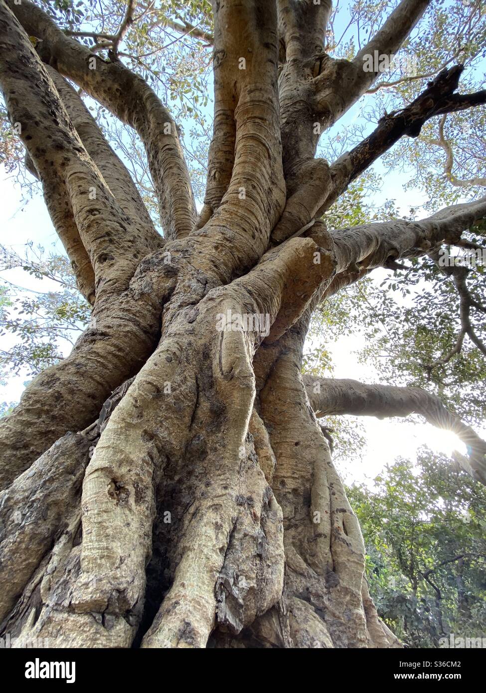 Growth and life is depicted by this image showing if the base meaning