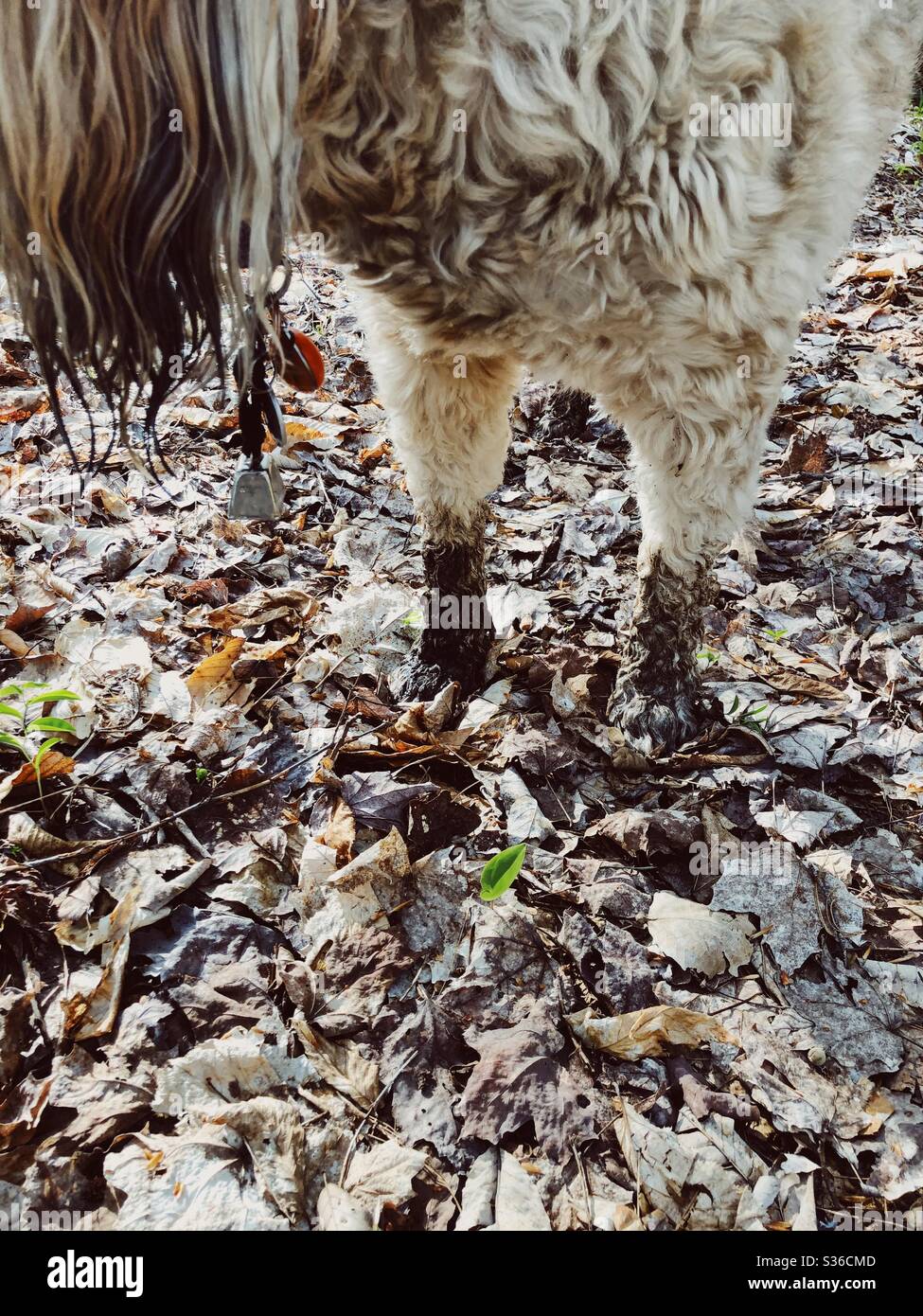 The very muddy feet of a fluffy dog Stock Photo