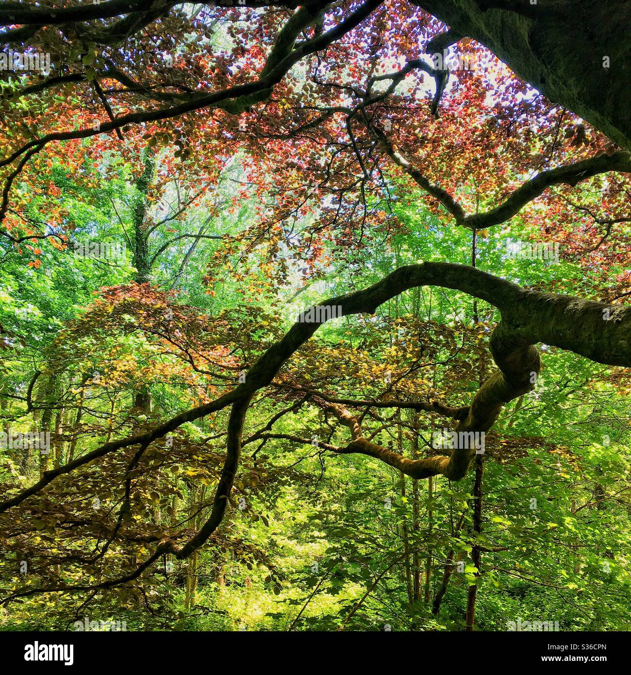 A photograph in woodland of beautiful vibrant colour foliage. Beech and oak trees. Natural outdoors landscape scene. - Smartphone Captured Stock Image