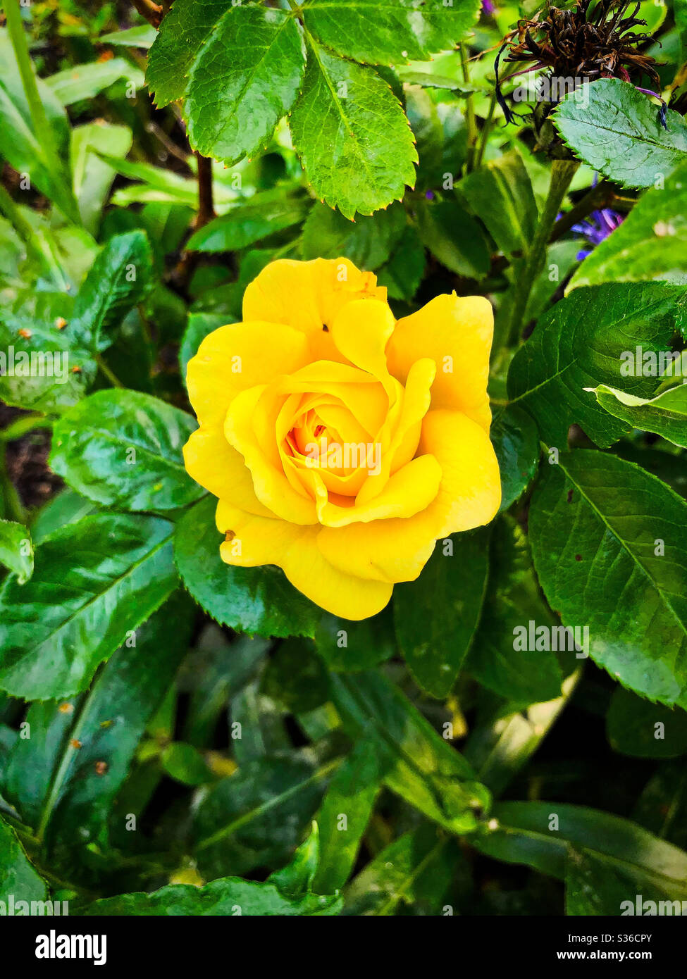 Yellow Rose Stock Photo