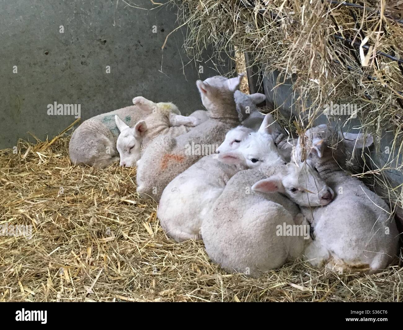 Lambs huddled together - Smartphone Captured Stock Image