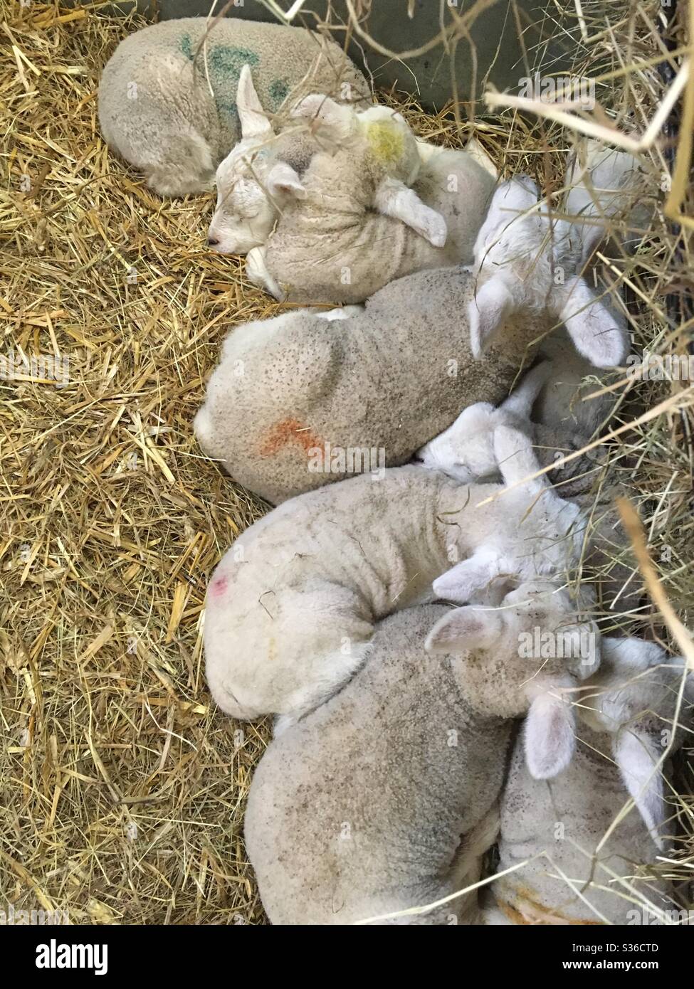 Lambs huddled together asleep - Smartphone Captured Stock Image