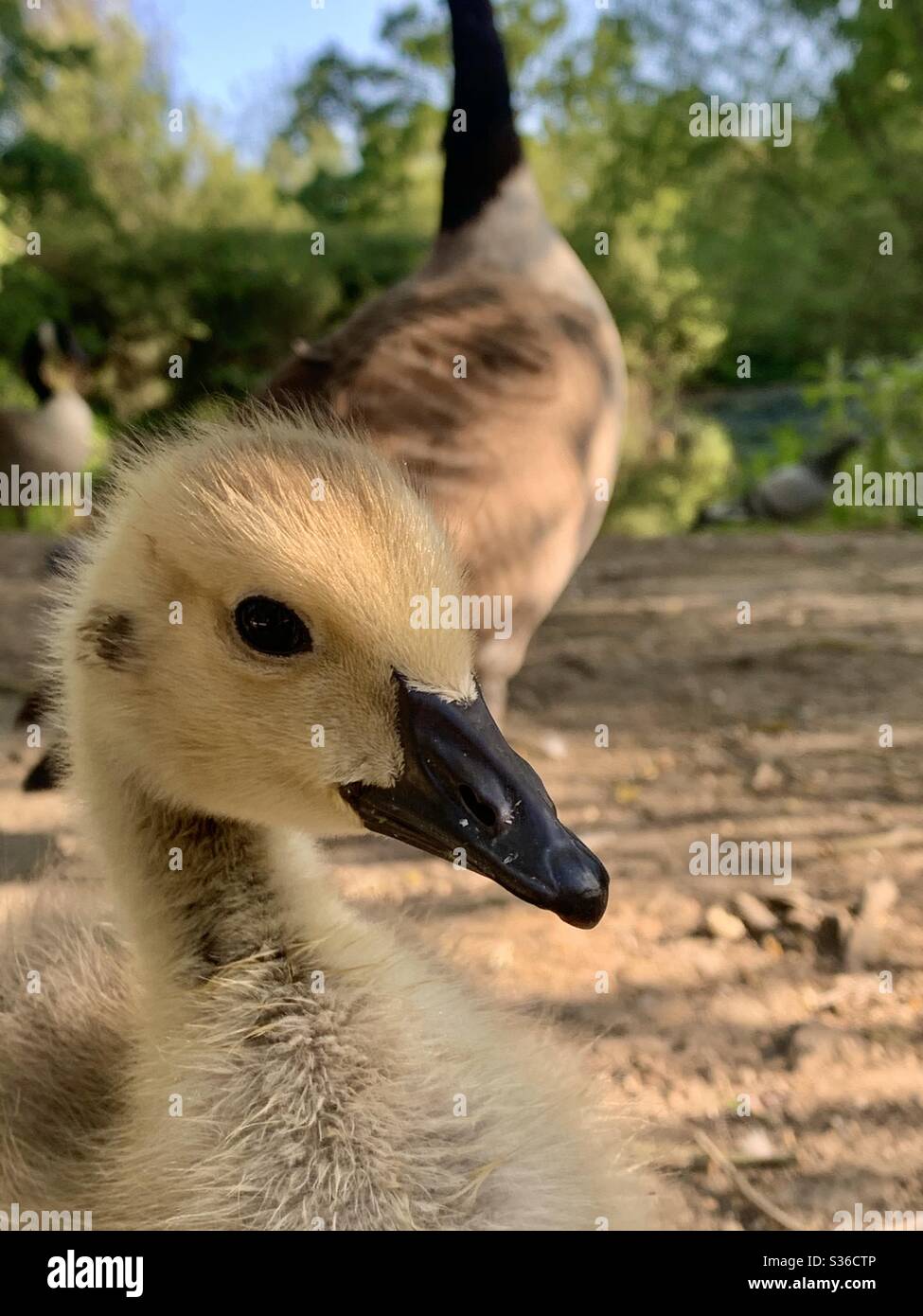 Gosling with mother in background - Smartphone Captured Stock Image