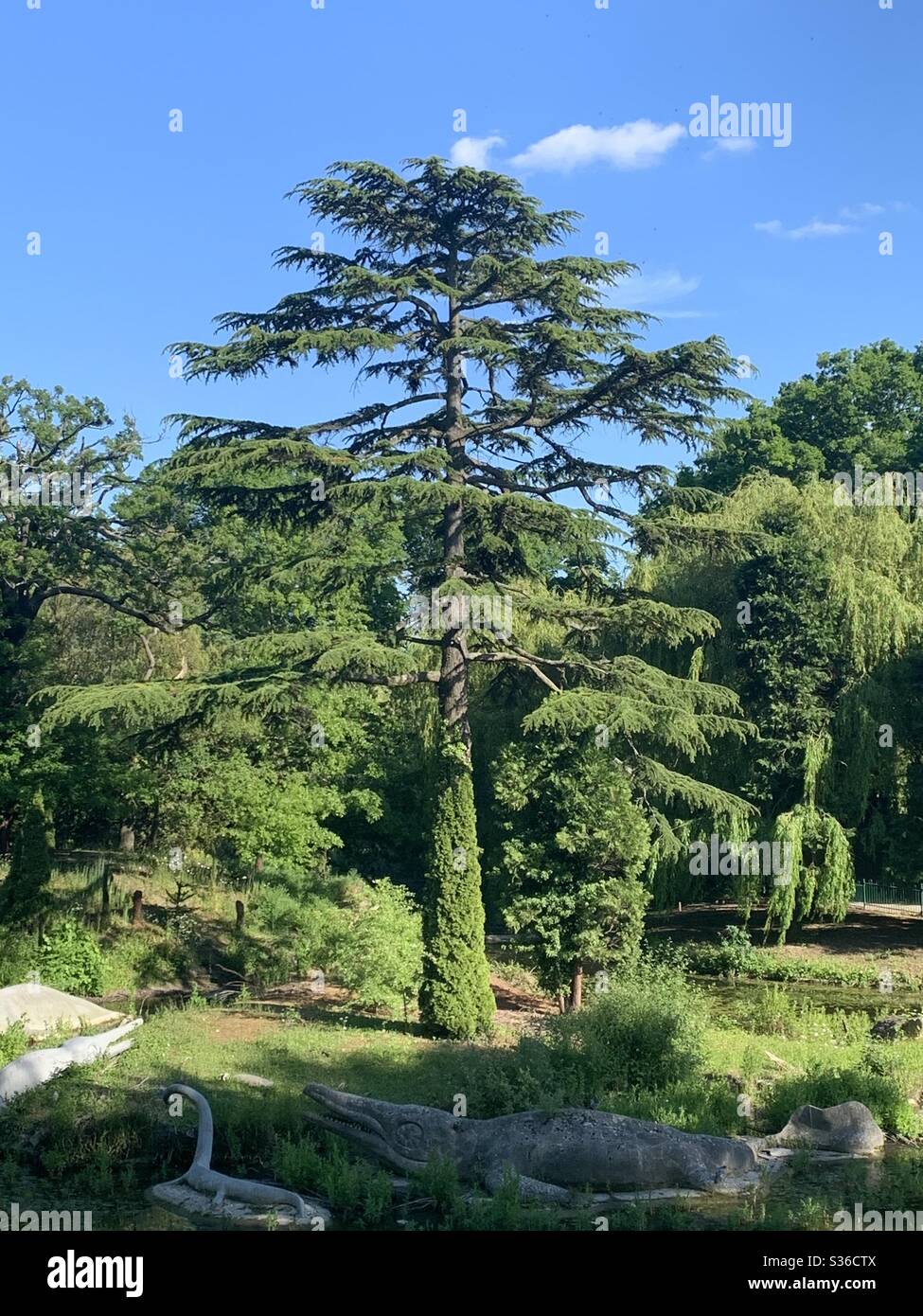 Cedar tree in Crystal Palace park - Smartphone Captured Stock Image