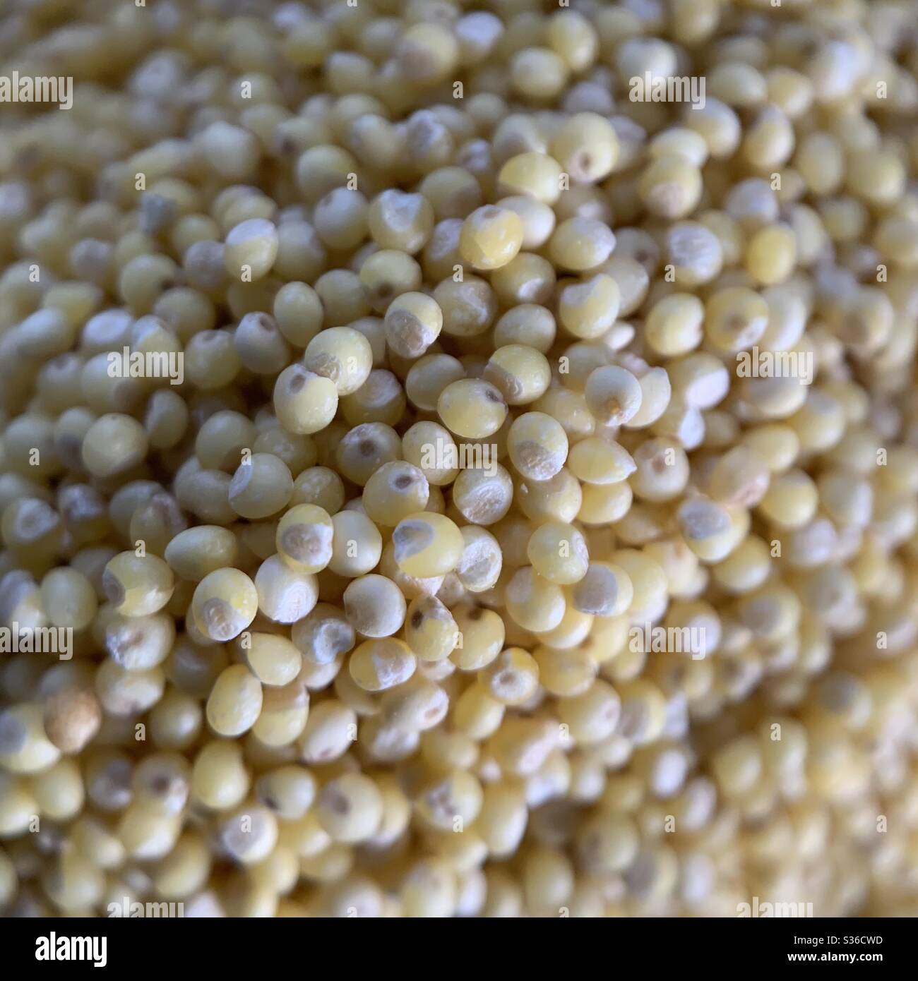 Close up of the grain millet , uncooked  raw dry Stock Photo