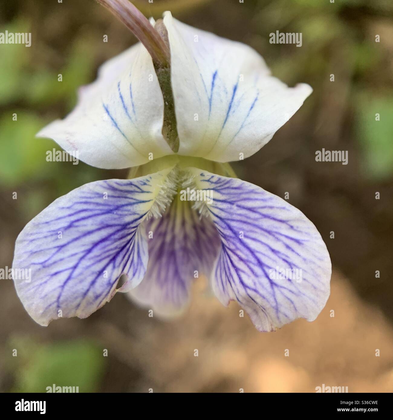 White violet close up flower Stock Photo