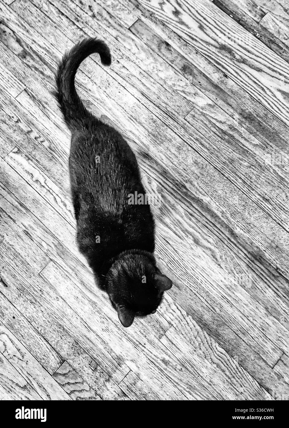 Black and white tip view of black cat on wooden floor Stock Photo
