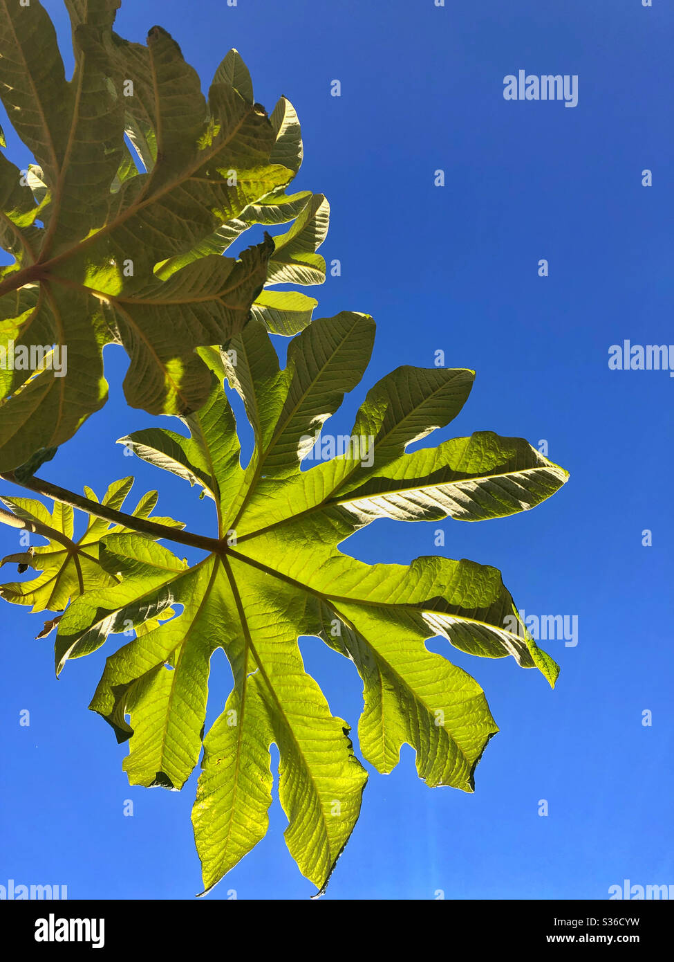Leaves of Chinese rice paper tree ( Tetrapanax papyrifer) against a blue sky Stock Photo