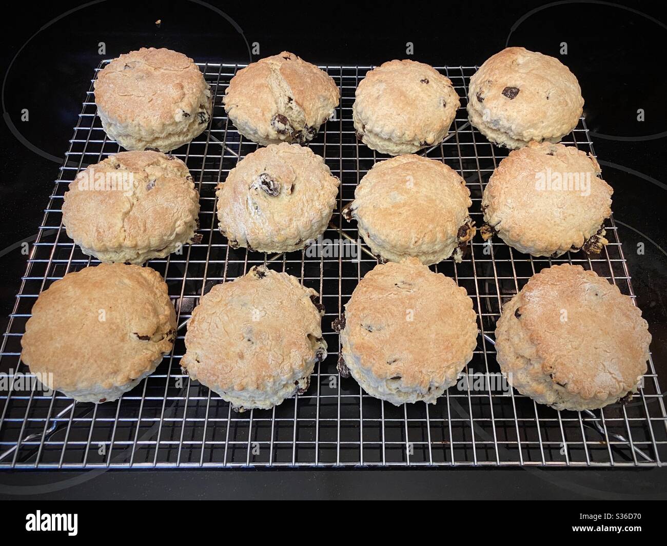 Overhead view fresh, homemade raisin scones cooling on a baking rack after being removed from oven - Smartphone Captured Stock Image