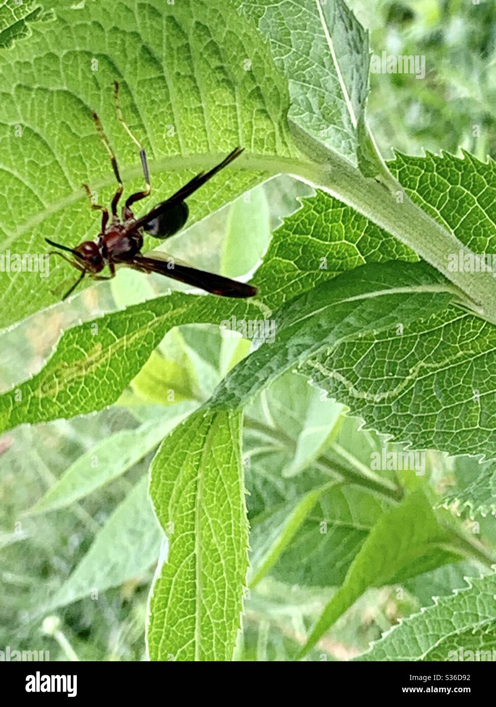 Hornet under leaf Stock Photo