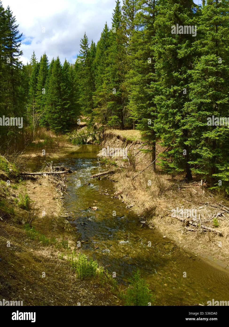 Willian Dagnal Wilderness Park, Silver Creek, Skunk Hollow, coal mining, historic, wilderness, stream, River, Alberta, Canada Stock Photo