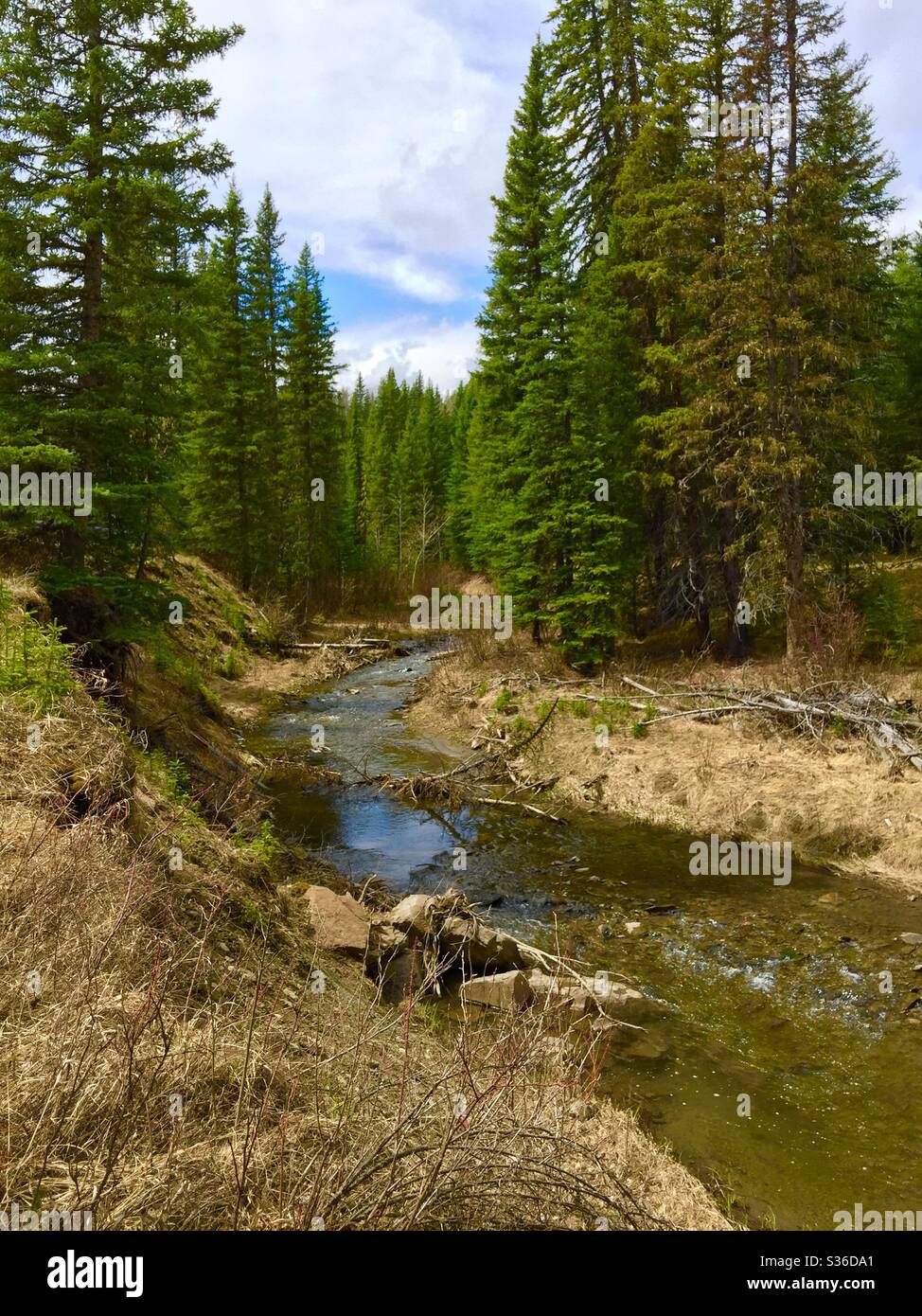 Willian Dagnal Wilderness Park, Silver Creek, Skunk Hollow, coal mining, historic, wilderness, stream, River, Alberta, Canada Stock Photo