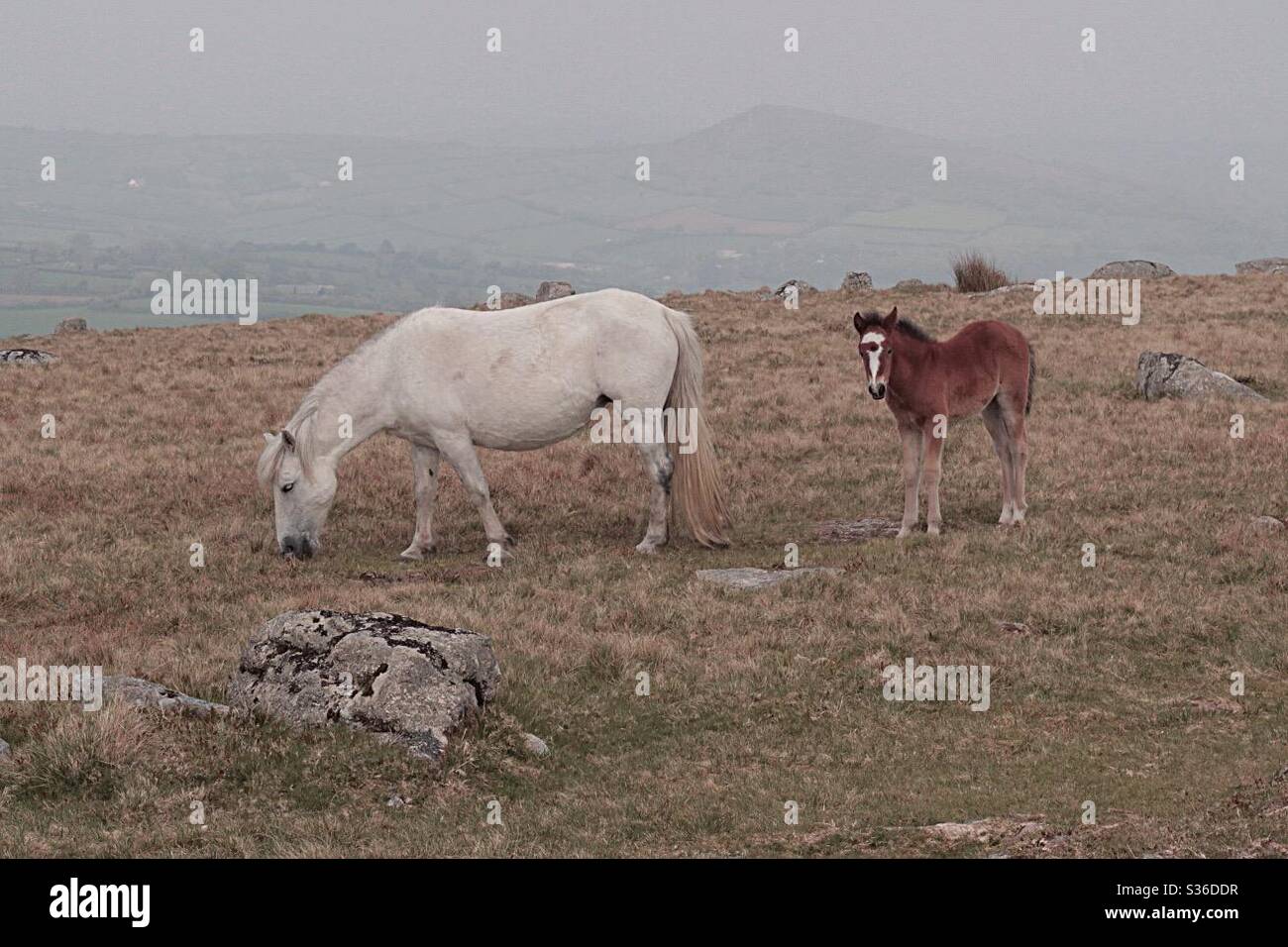 Dartmoor ponies, mare and foal Stock Photo Alamy