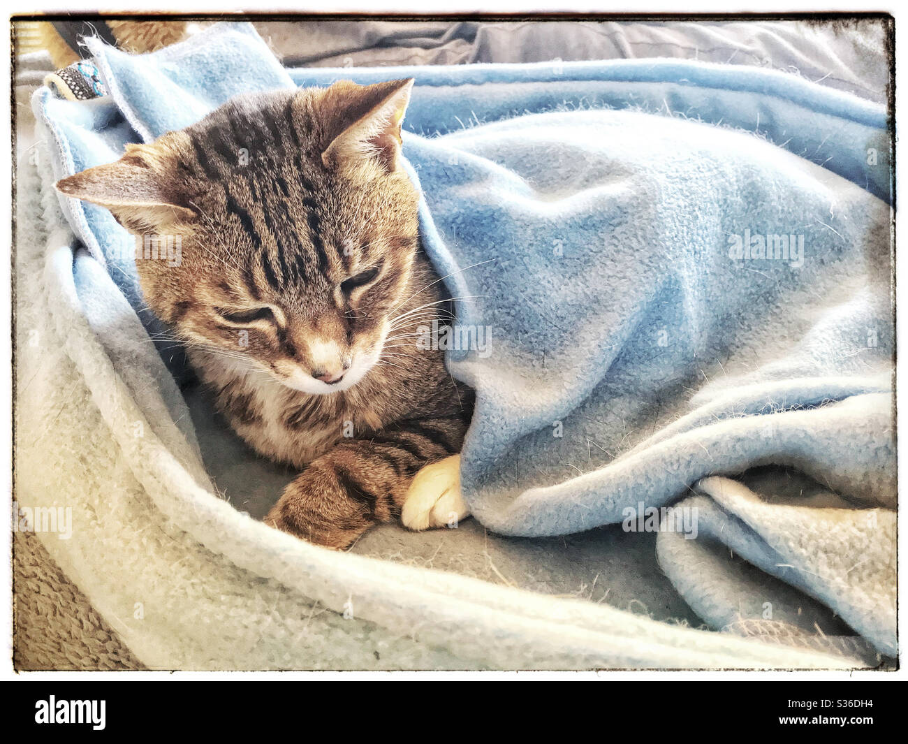 Cat Lying In It S Bed Covered By Blanket Stock Photo Alamy