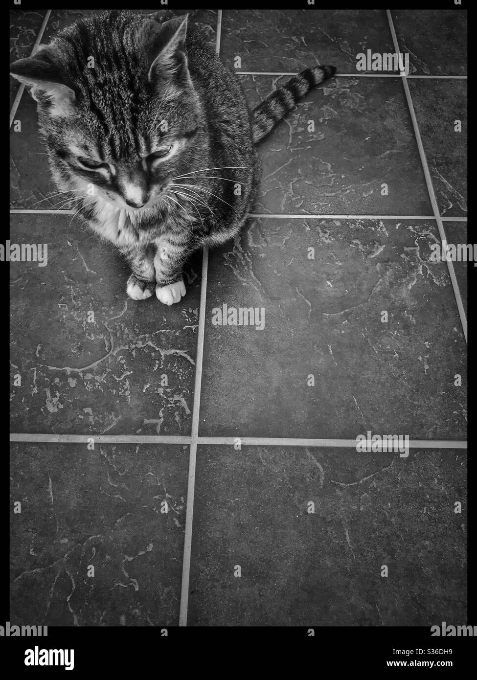Black and white photo of cat sitting on patio Stock Photo - Alamy