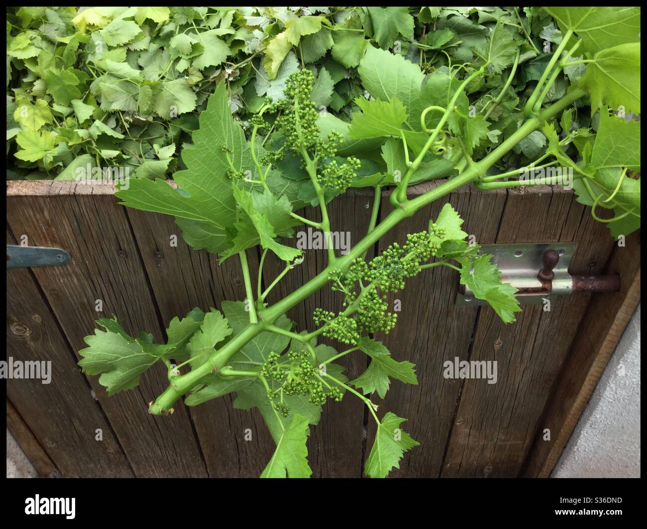 Shoot-thinning grapevines in the vineyard, Catalonia, Spain. - Smartphone Captured Stock Image